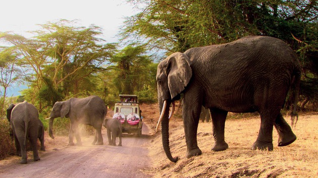 Guide pour un road trip à l’exploration des parcs en Tanzanie