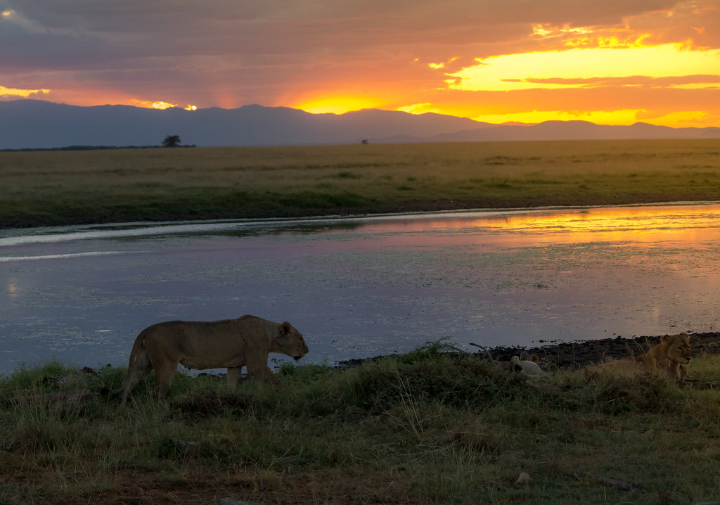 Parc d'Amboseli