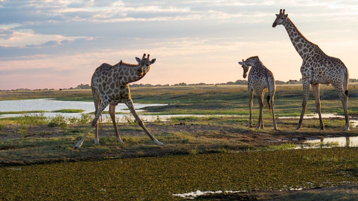 Planifiez le safari parfait au Kenya pendant la saison des pluies